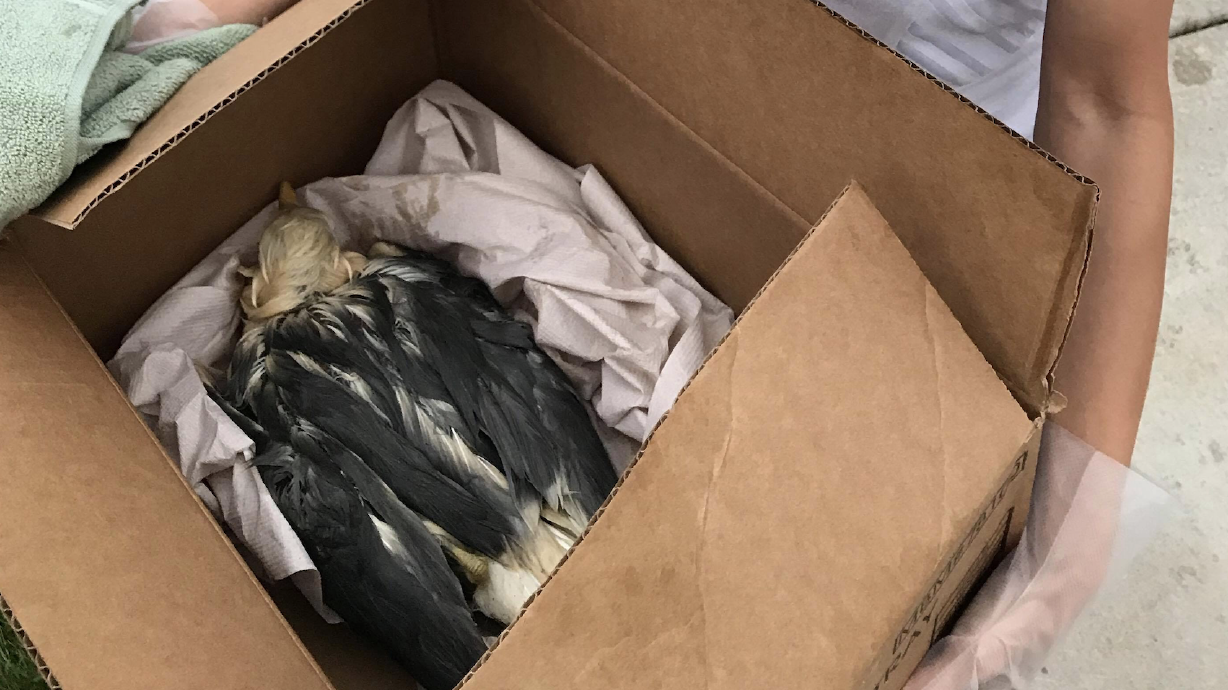 Make Your Week: Lost wallet gets returned, restaurant workers save seagull