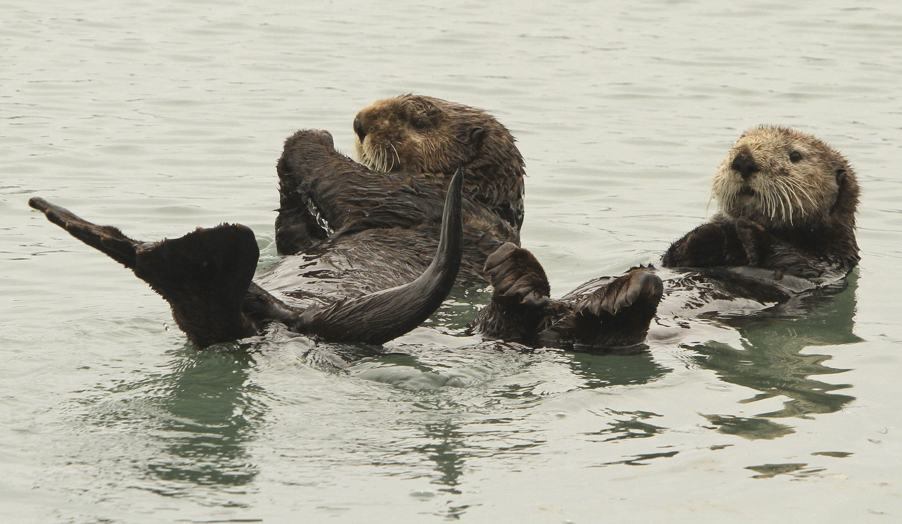 Alaska fishermen: Sea otter comeback is eating into profits