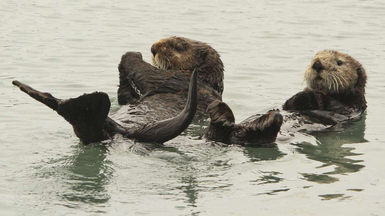 Alaska fishermen: Sea otter comeback is eating into profits