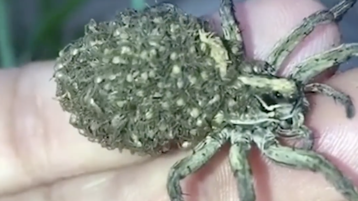Have You Seen This? Mama wolf spider carries hundreds of baby spiders on back