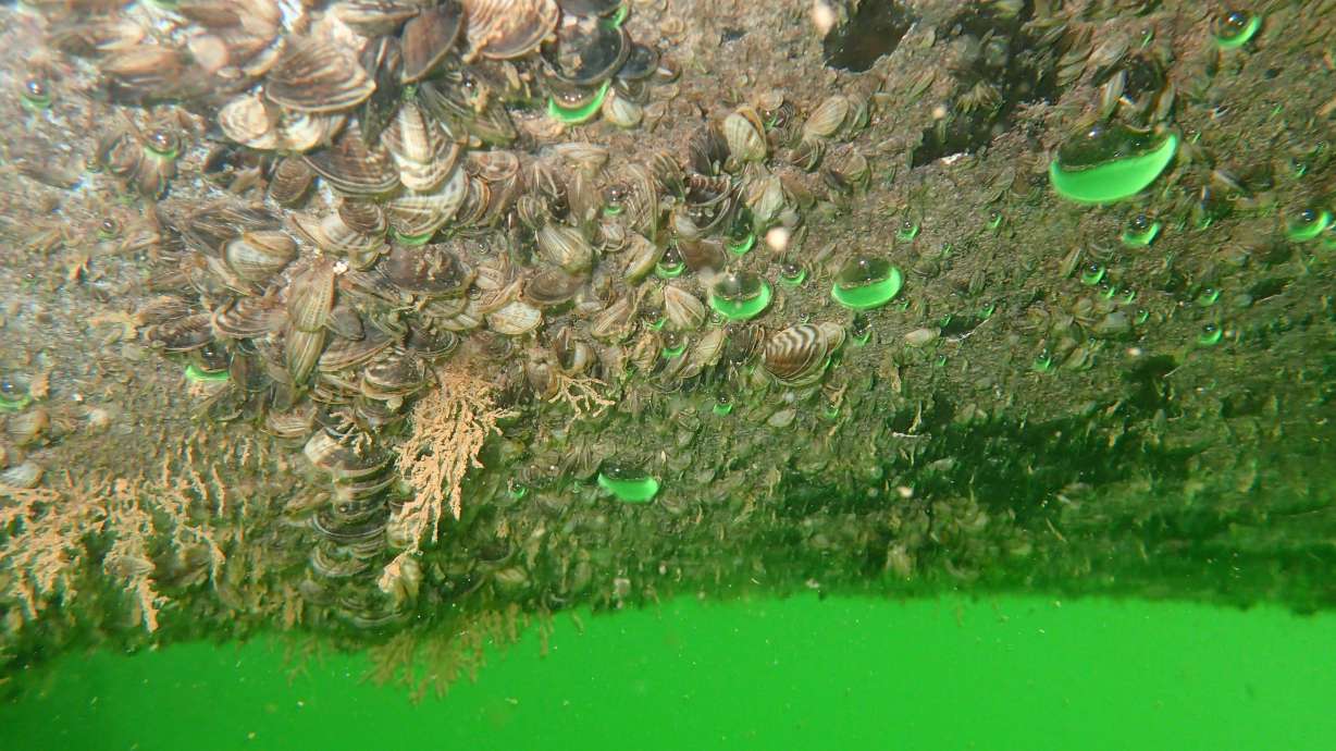 Quagga mussels spreading at Lake Powell, DWR advises boaters to be prepared