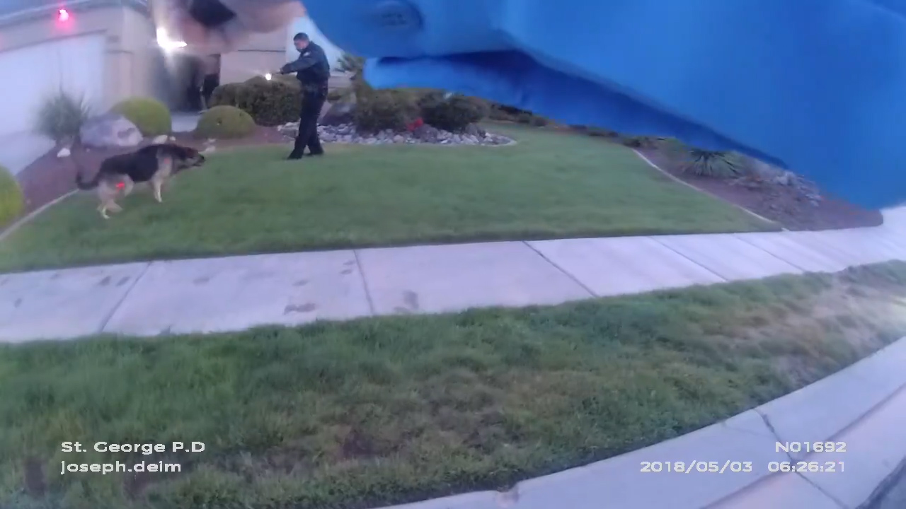 No decision on German shepherd’s fate as negotiations continue