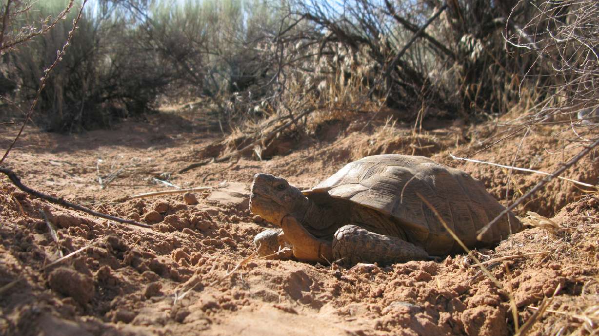 A tale of tortoises and transportation in Washington County