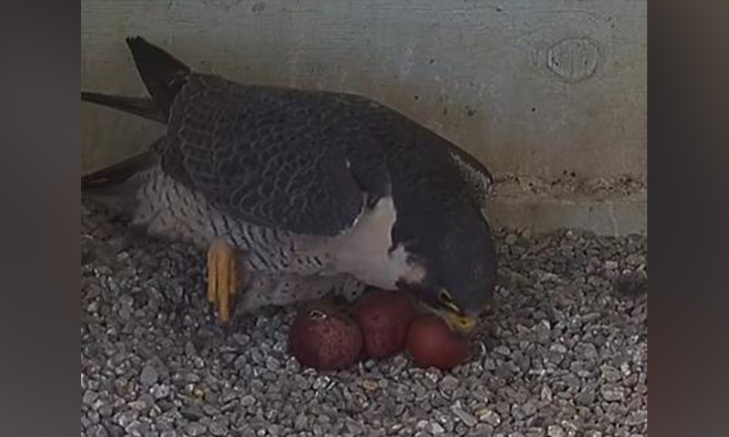 Peregrine falcons set up nest in downtown SLC after 3-year hiatus