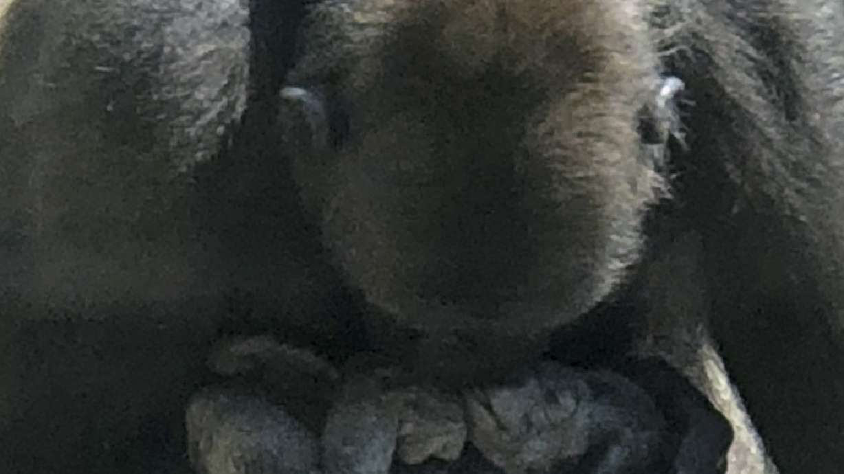 Visitors to zoo witness gorilla birth in exhibit
