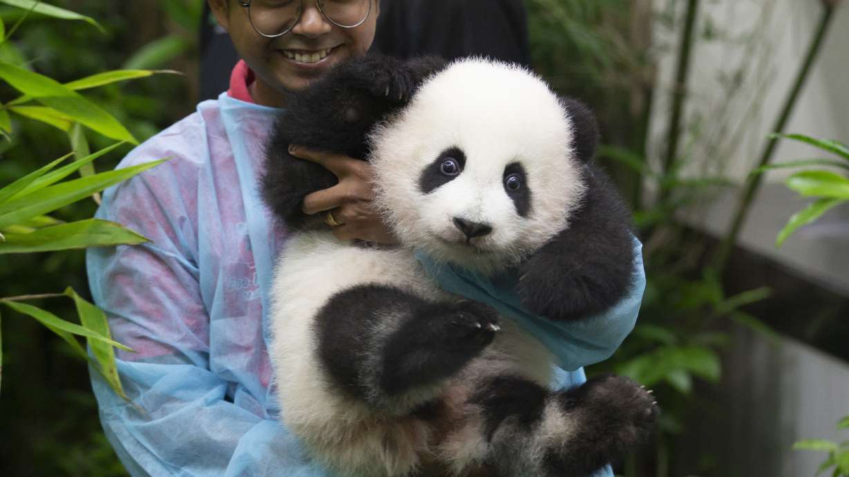 Baby panda born in Malaysia zoo makes public debut