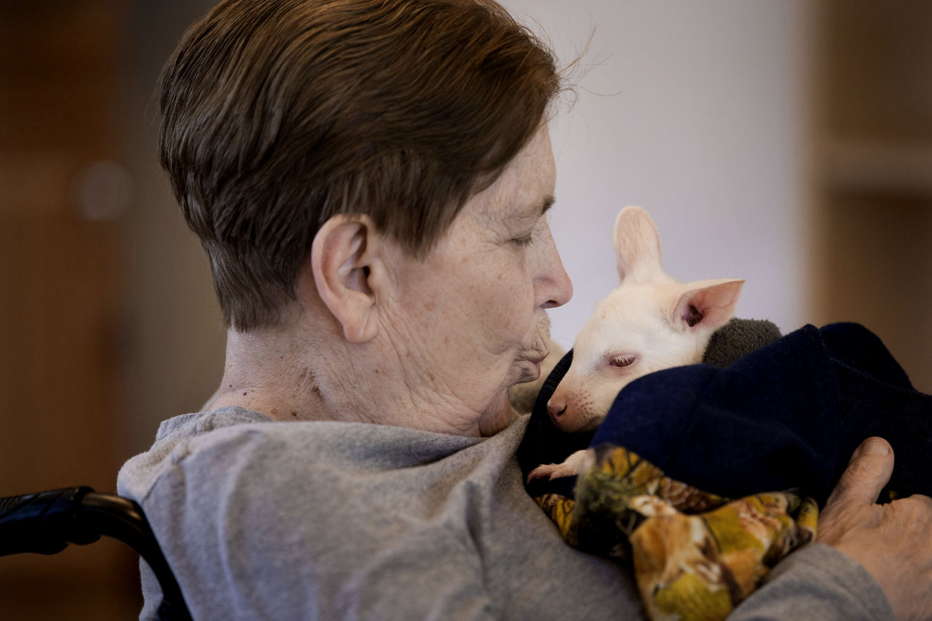 Baby wallaby lights up veterans at nursing home