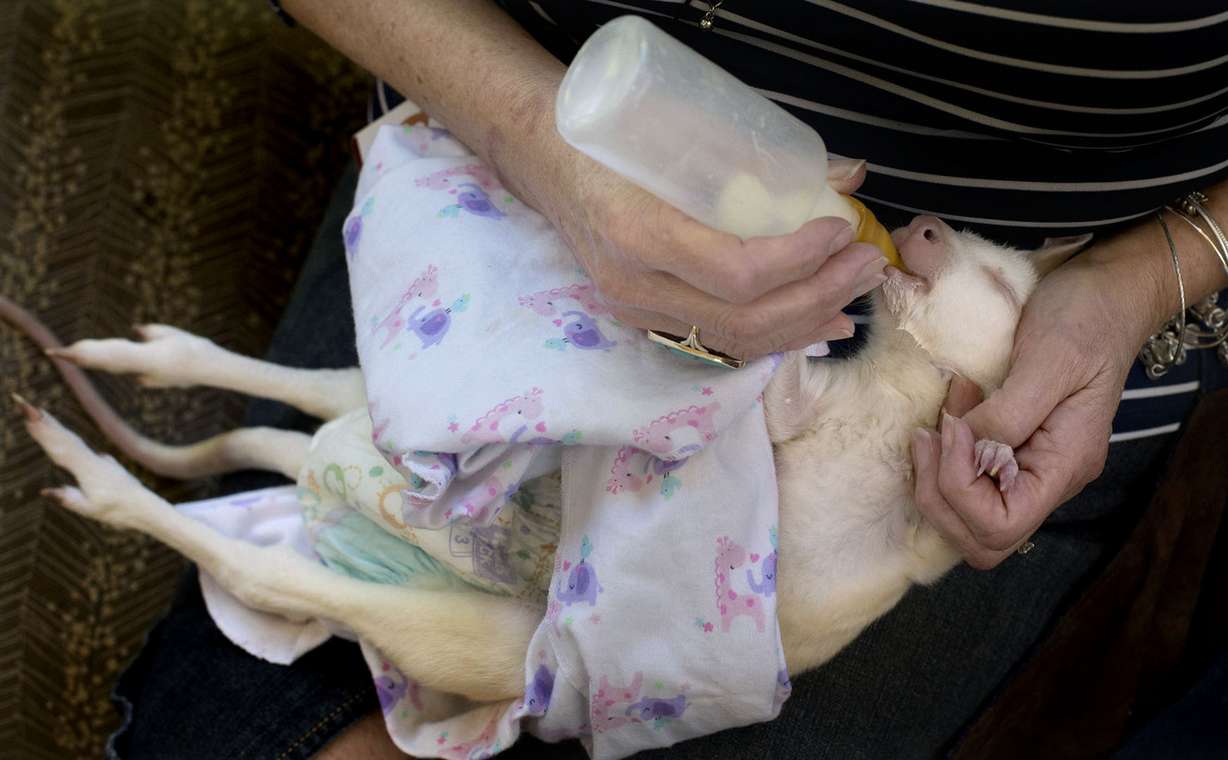 Noralyn Snow bottle-feeds Elsa, a 6-month-old wallaby, at the William E. Christoffersen Veterans Home in Salt Lake City on Wednesday, May 9, 2018. (Photo: Laura Seitz, KSL)