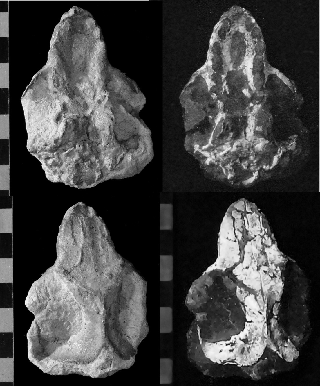 Composites and different views of the skull found in eastern Utah of a half mammal, half reptile. The images were made utilizing high-resolution computer tomography. (Photo: Utah Geological Survey)