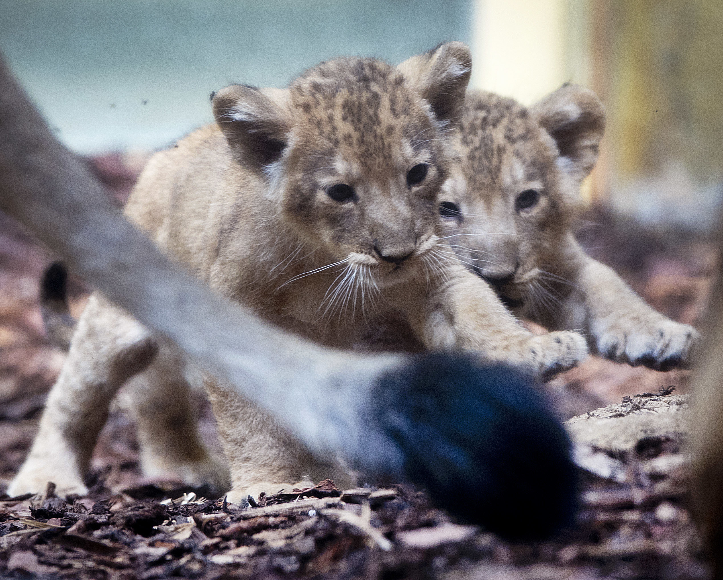 Frankfurt zoo shows off lion triplets, 1st cubs in 15 years