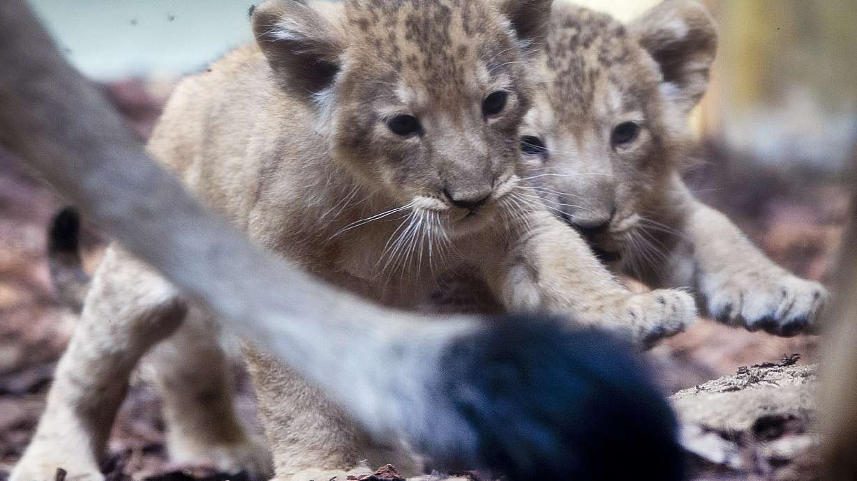 Frankfurt zoo shows off lion triplets, 1st cubs in 15 years