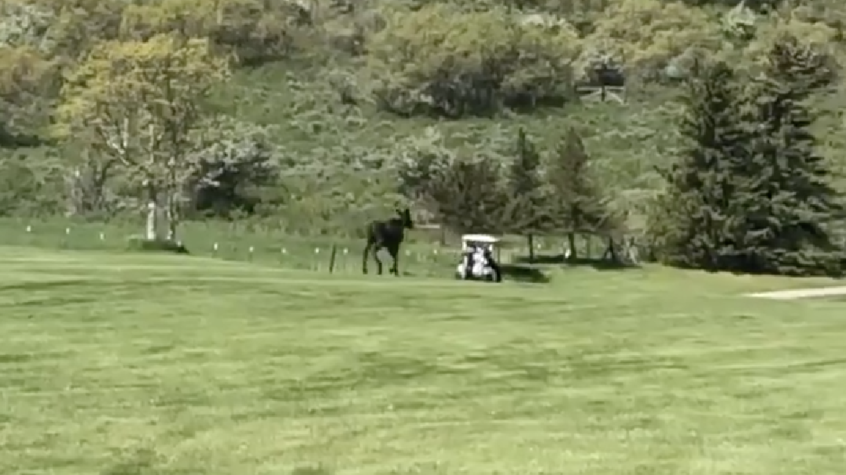 Have You Seen This? Moose chases golf cart in Park City