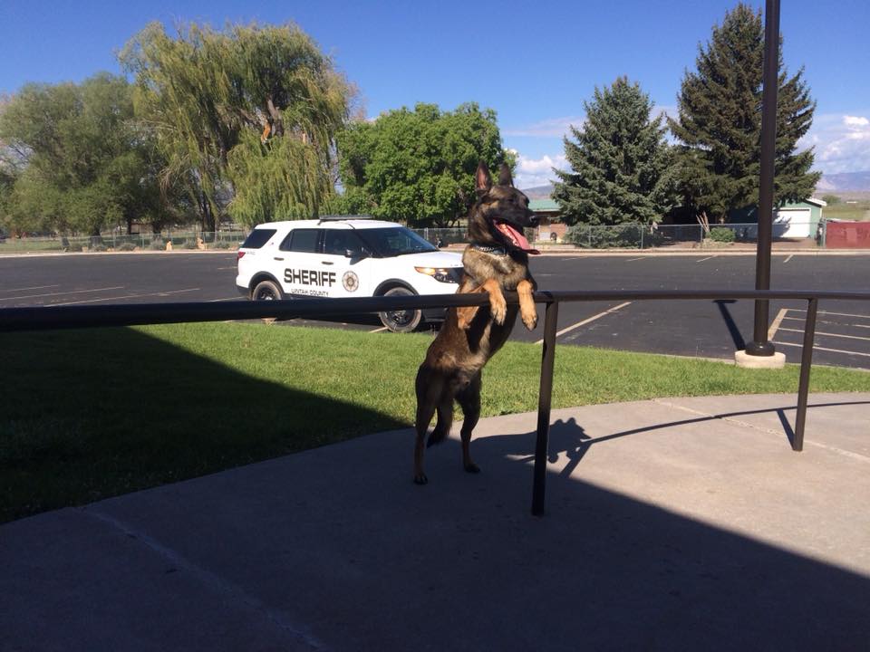 'Aries would not miss anything': K-9 lost to cancer remembered for service to community