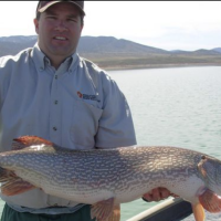 Drought, irrigation use create challenge for managing Yuba Reservoir fisheries