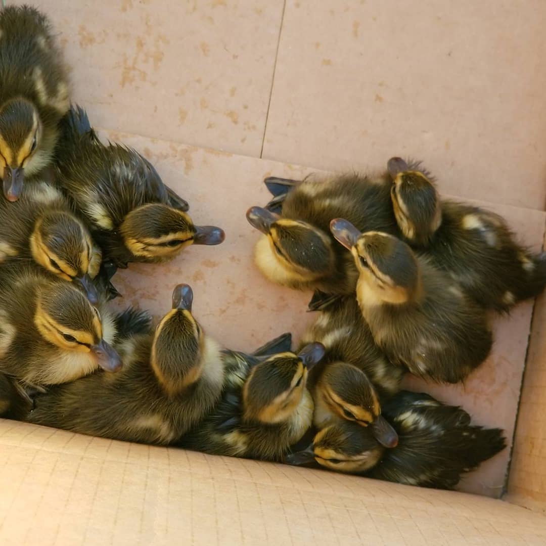 Make Your Week: Duck rescue in Layton, girl shares cookies with West Valley police