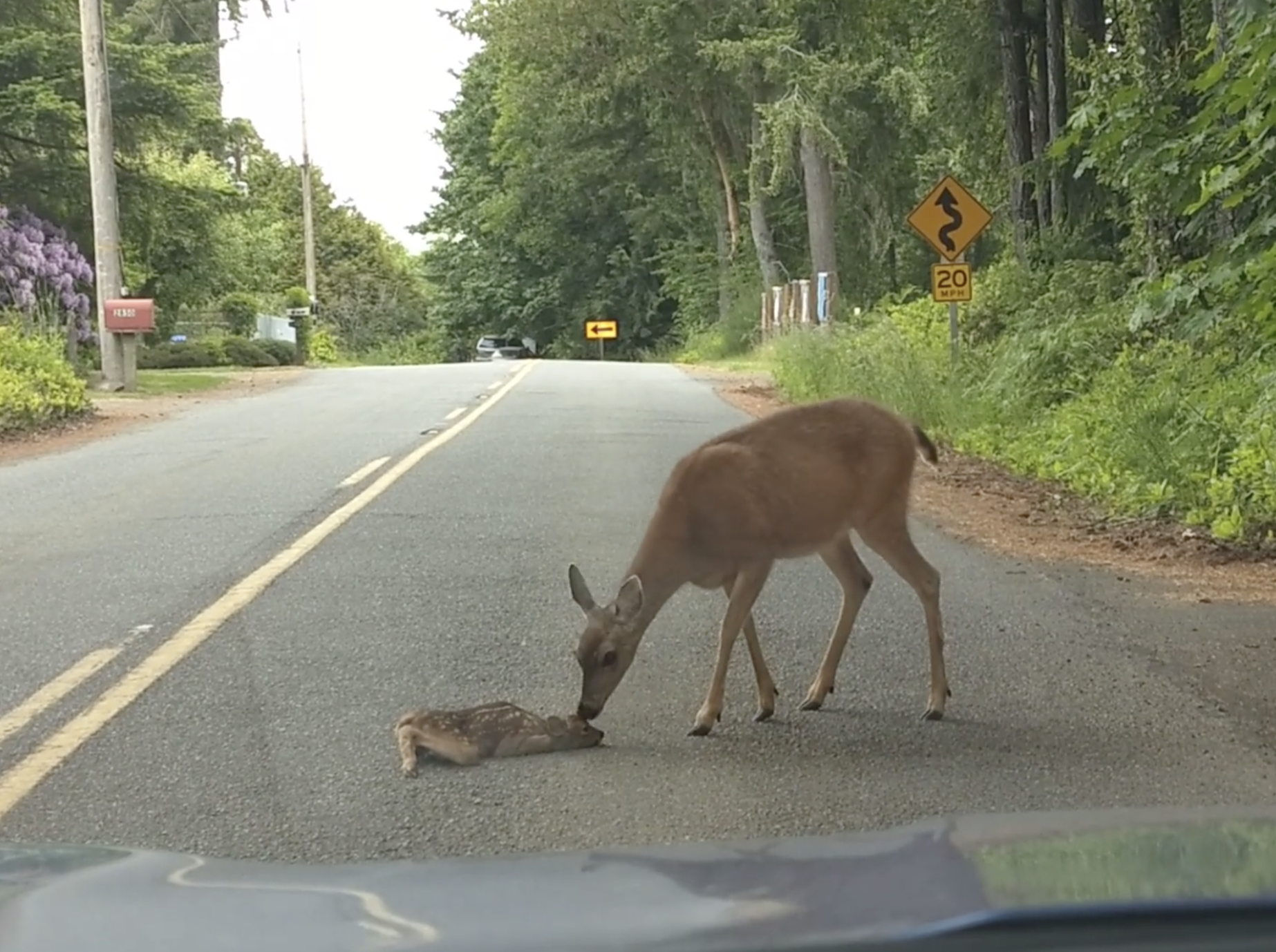 Have You Seen This? Oh deer! Mama rescues fawn from road
