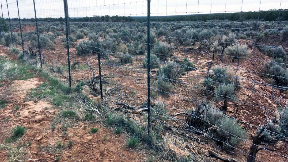 Deer fencing cut, leading to six deer-car collisions
