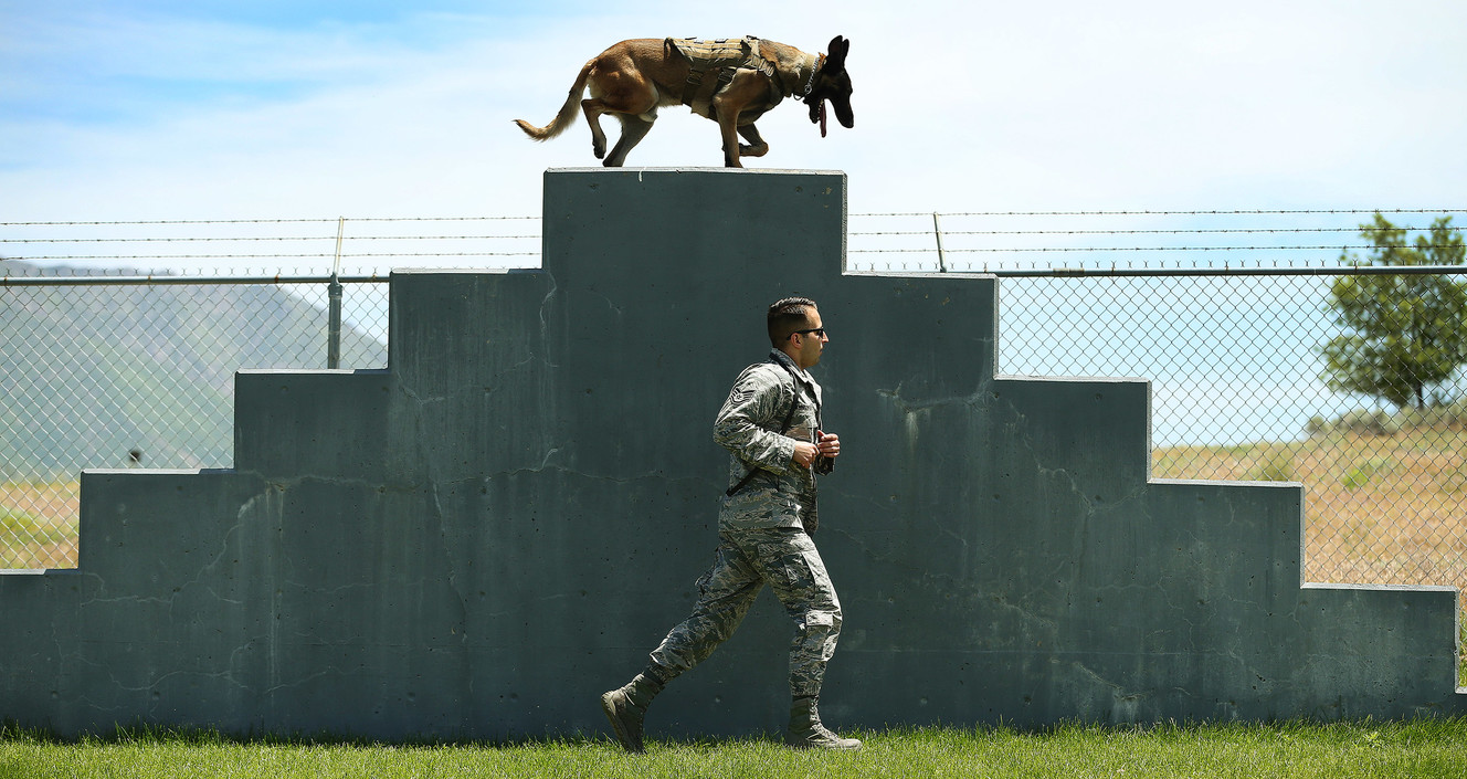 A few good mutts: Training military K-9s is all ‘fun and play’