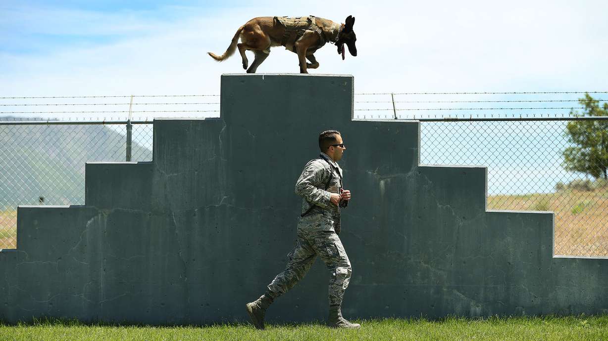 A few good mutts: Training military K-9s is all ‘fun and play’