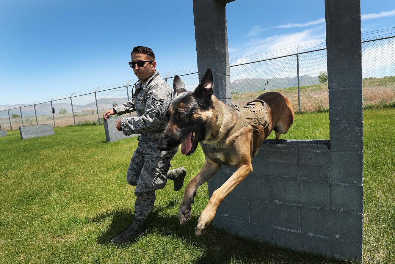 Staff Sgt. Carlos Kubischta works with Cvoky, a Belgian Malinois, during K-9 training at Hill Air Force Base on Tuesday, June 5, 2018. (Photo: Jeffrey D. Allred, KSL)