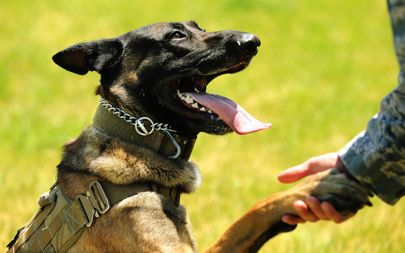 A dog does K-9 training at Hill Air Force Base on Tuesday, June 5, 2018. (Photo: Jeffrey D. Allred, KSL)