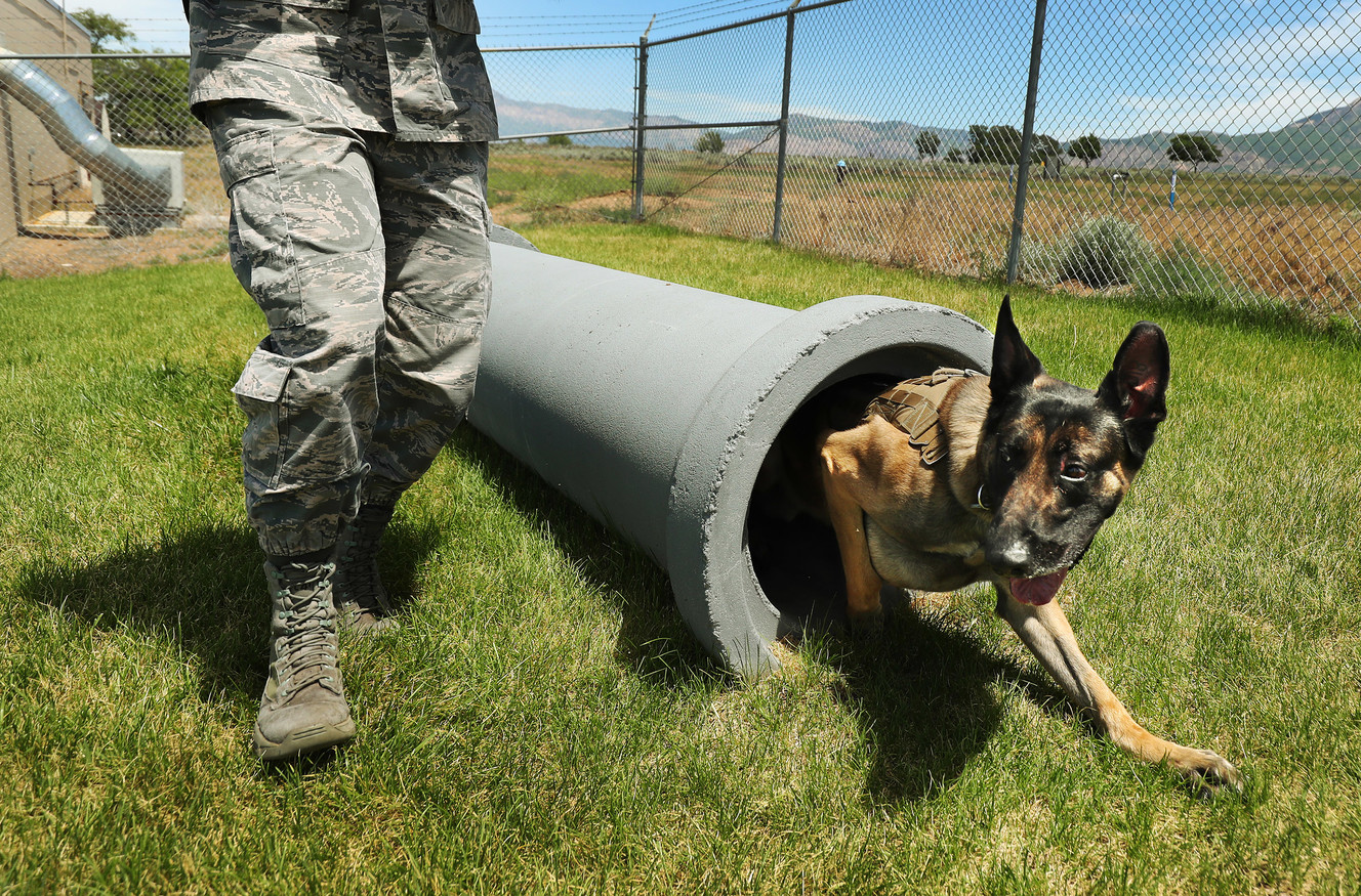Staff Sgt. Carlos Kubischta works with Cvoky, a Belgian Malinois, during K-9 training at Hill Air Force Base on Tuesday, June 5, 2018. (Photo: Jeffrey D. Allred, KSL)