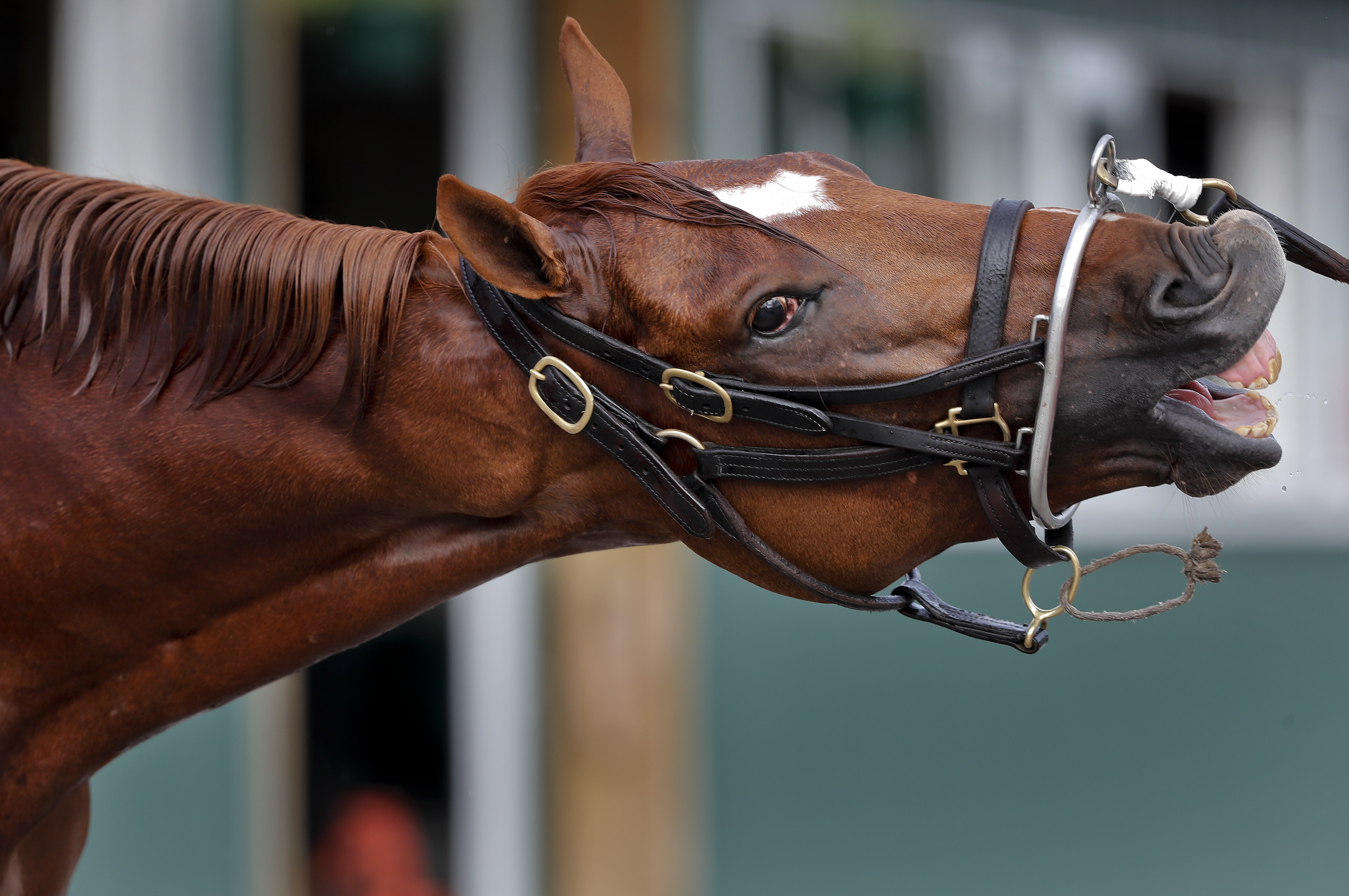 Hofburg has talent to upset Justify in the Belmont Stakes