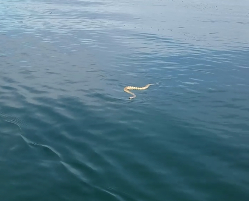 Fisherman finds rattlesnake swimming in Sand Hollow Reservoir