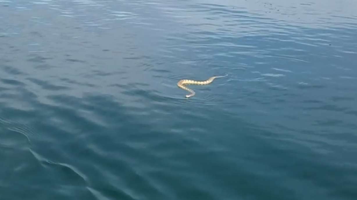 Fisherman finds rattlesnake swimming in Sand Hollow Reservoir