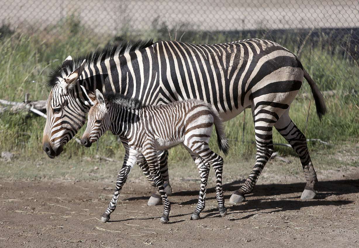 A baby zebra walks next to her mother, Ziva, at Utah's Hogle Zoo in Salt Lake City on Thursday, June 7, 2018. The zebra, which was born June 2, is the second Hartmann's mountain zebra born at the zoo in as many years and weighs about 74 pounds. (Photo: Kristin Murphy, KSL)