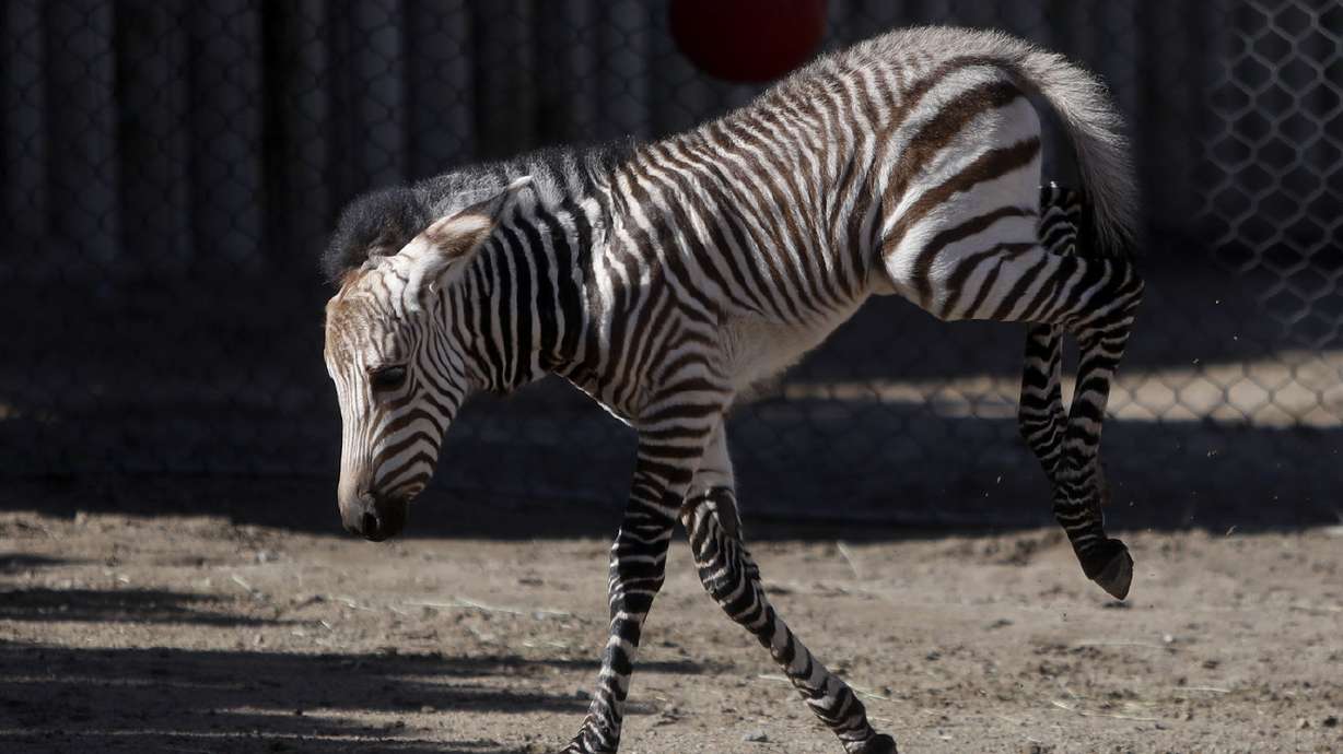 Newborn zebra at Utah's Hogle Zoo unfazed by public gaze