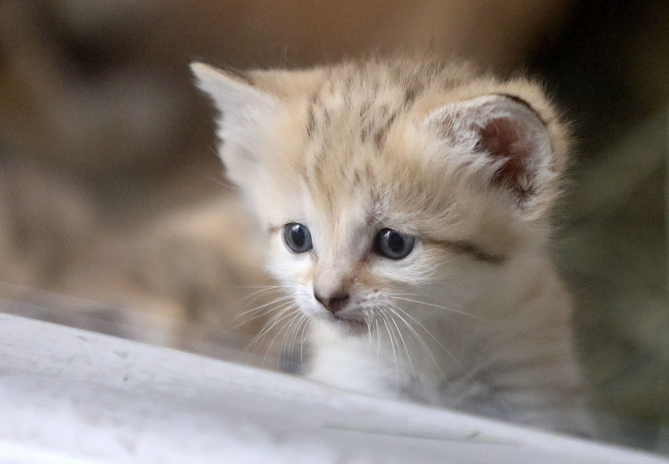 A 1-month-old sand cat looks out a window at Utah's Hogle Zoo in Salt Lake City on Thursday, June 7, 2018. (Photo: Kristin Murphy, KSL)