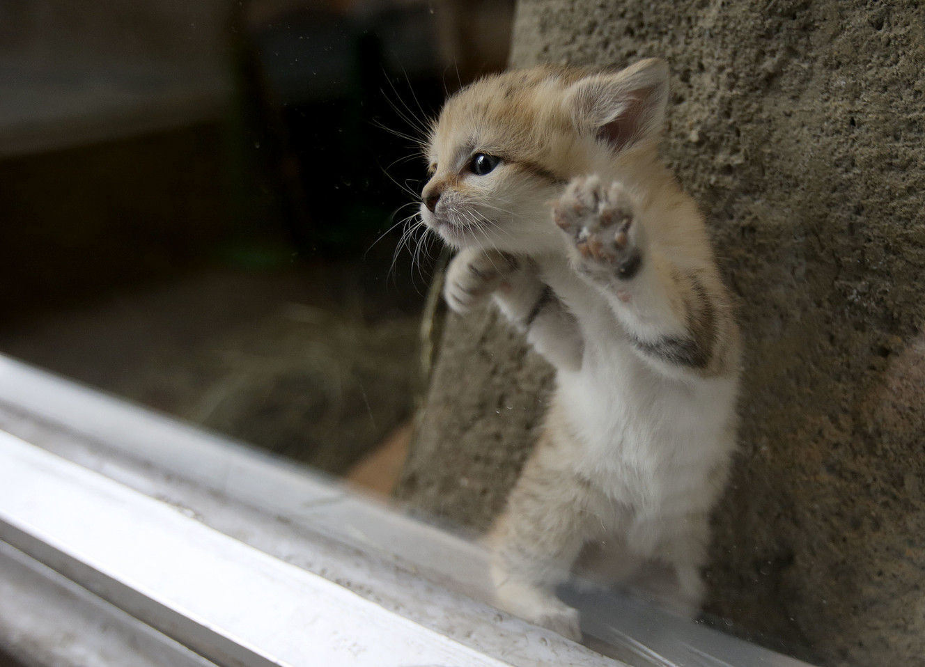 A 1-month-old sand cat looks out a window at Utah's Hogle Zoo in Salt Lake City on Thursday, June 7, 2018. (Photo: Kristin Murphy, KSL)