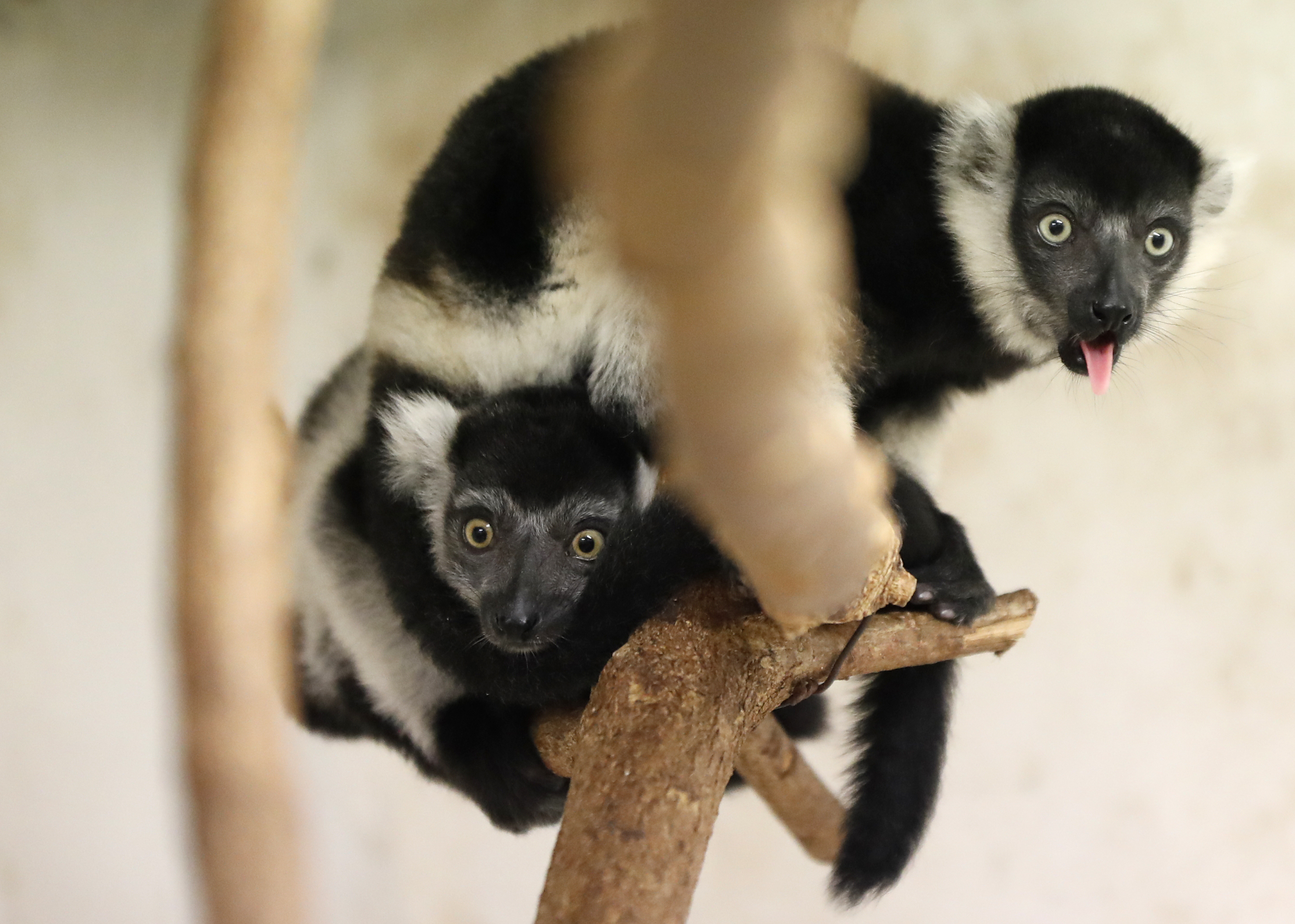 Prague zoo says it's on its way to breeding rare lemurs