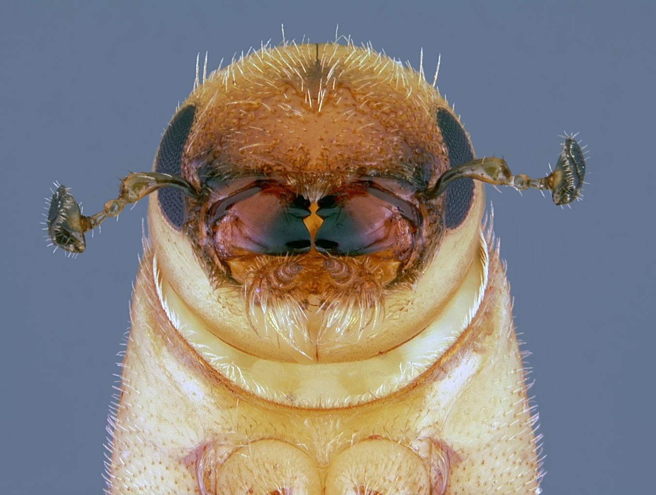 Pine-killing southern beetle may be more deadly in North