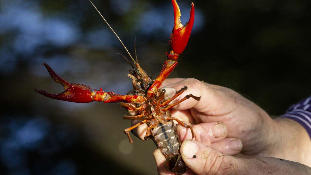 Can't beat 'em? Eat 'em! Berlin captures, cooks crayfish