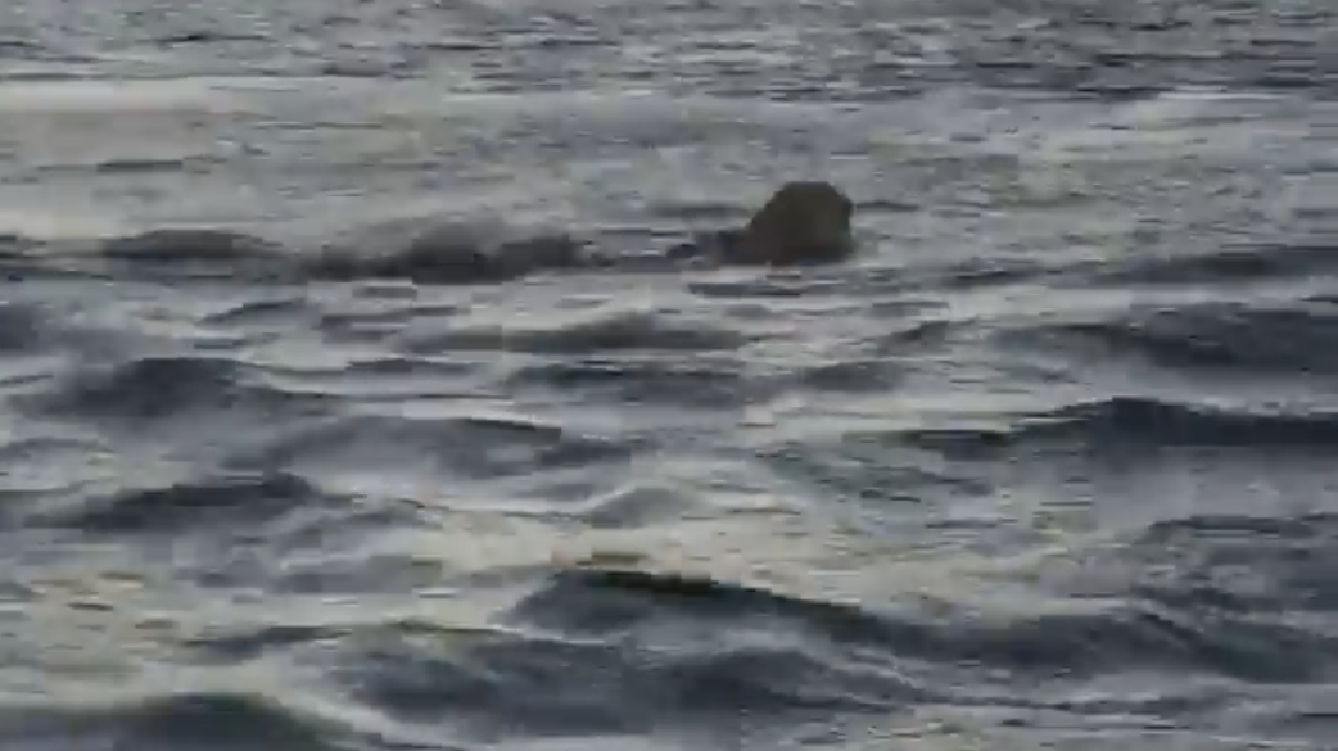 Have You Seen This? Fisherman encounters mountain lion swimming at 'Olympic pace'