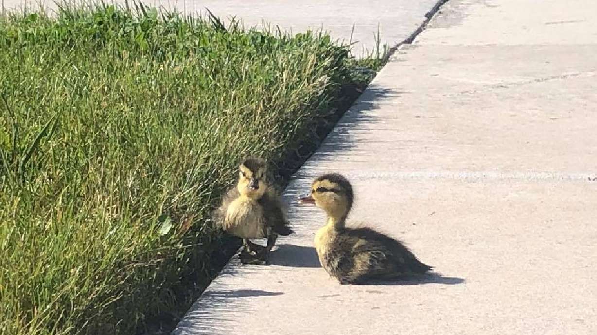Make Your Week: Nice people are still rescuing ducks around Utah
