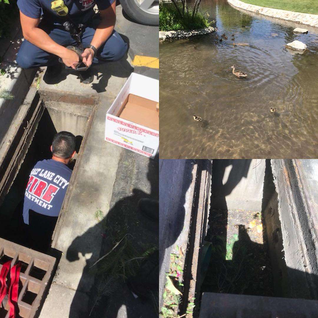 Make Your Week: Nice people are still rescuing ducks around Utah