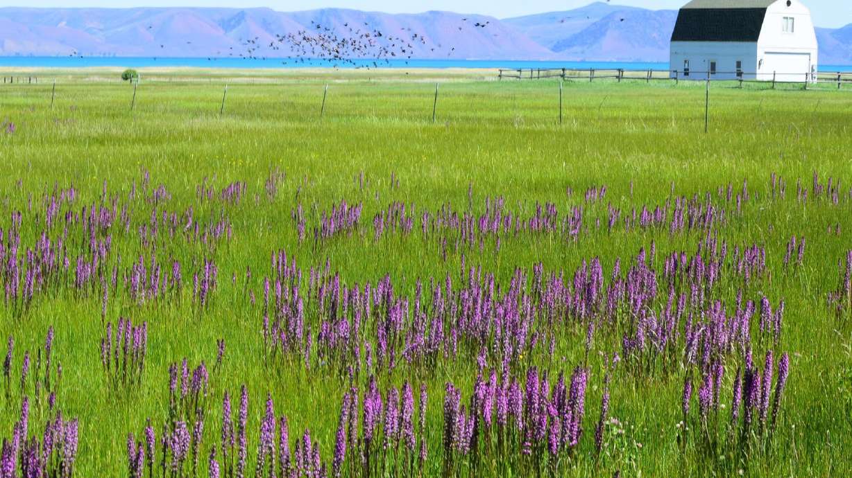 User submitted: Utahns' photos are as bright as the weather