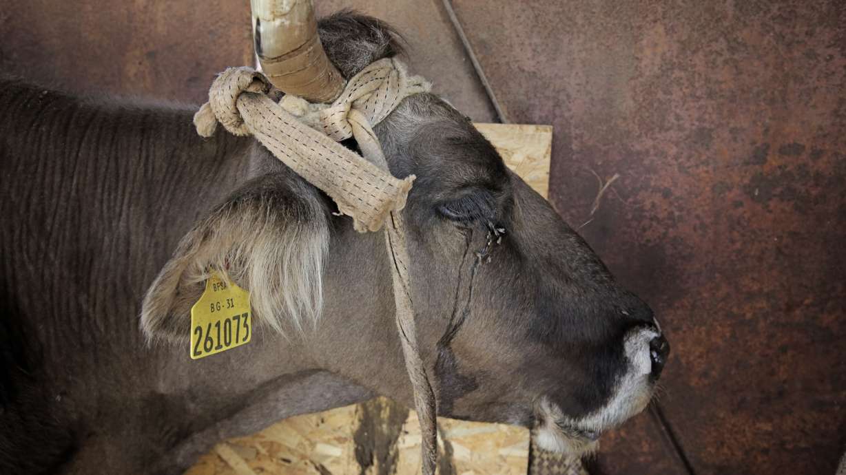 Her life saved, Bulgarian cow Penka waits to rejoin herd