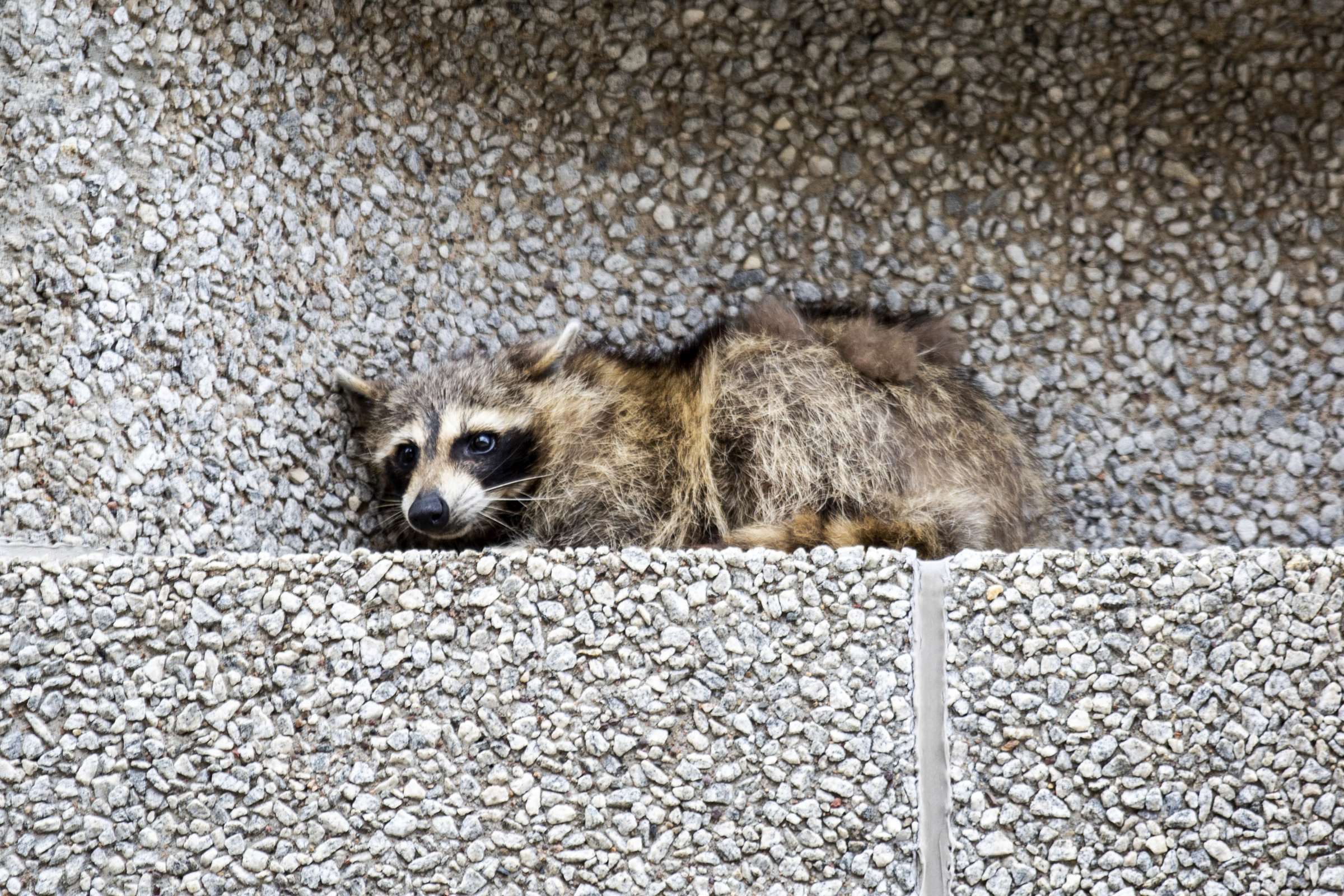 The Latest: Raccoon that climbed St. Paul tower set free