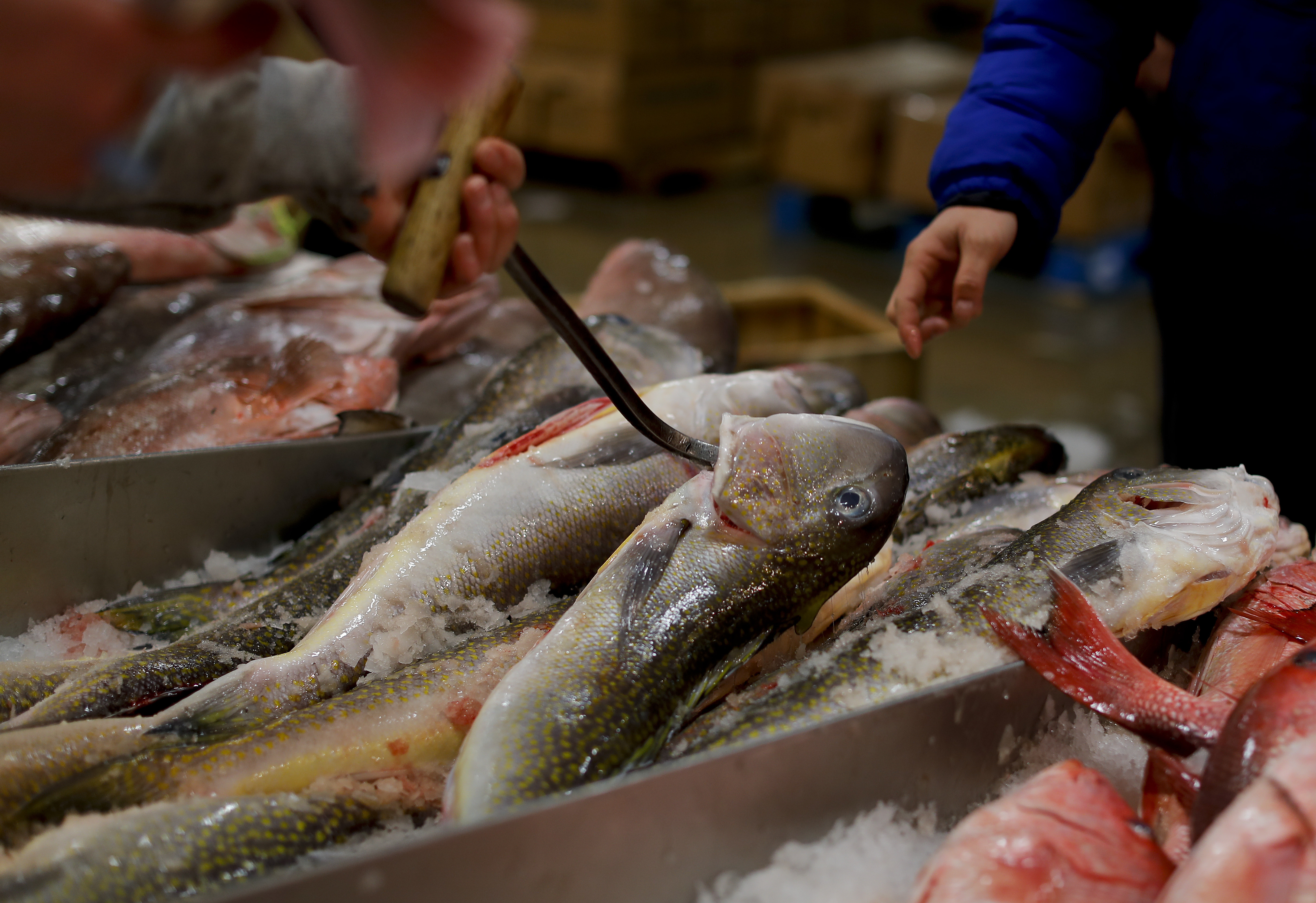 AP Investigation: Buying local fish? It may not be true