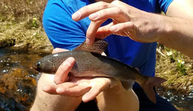 Is the exotic Arctic grayling on your Utah fishing bucket list?