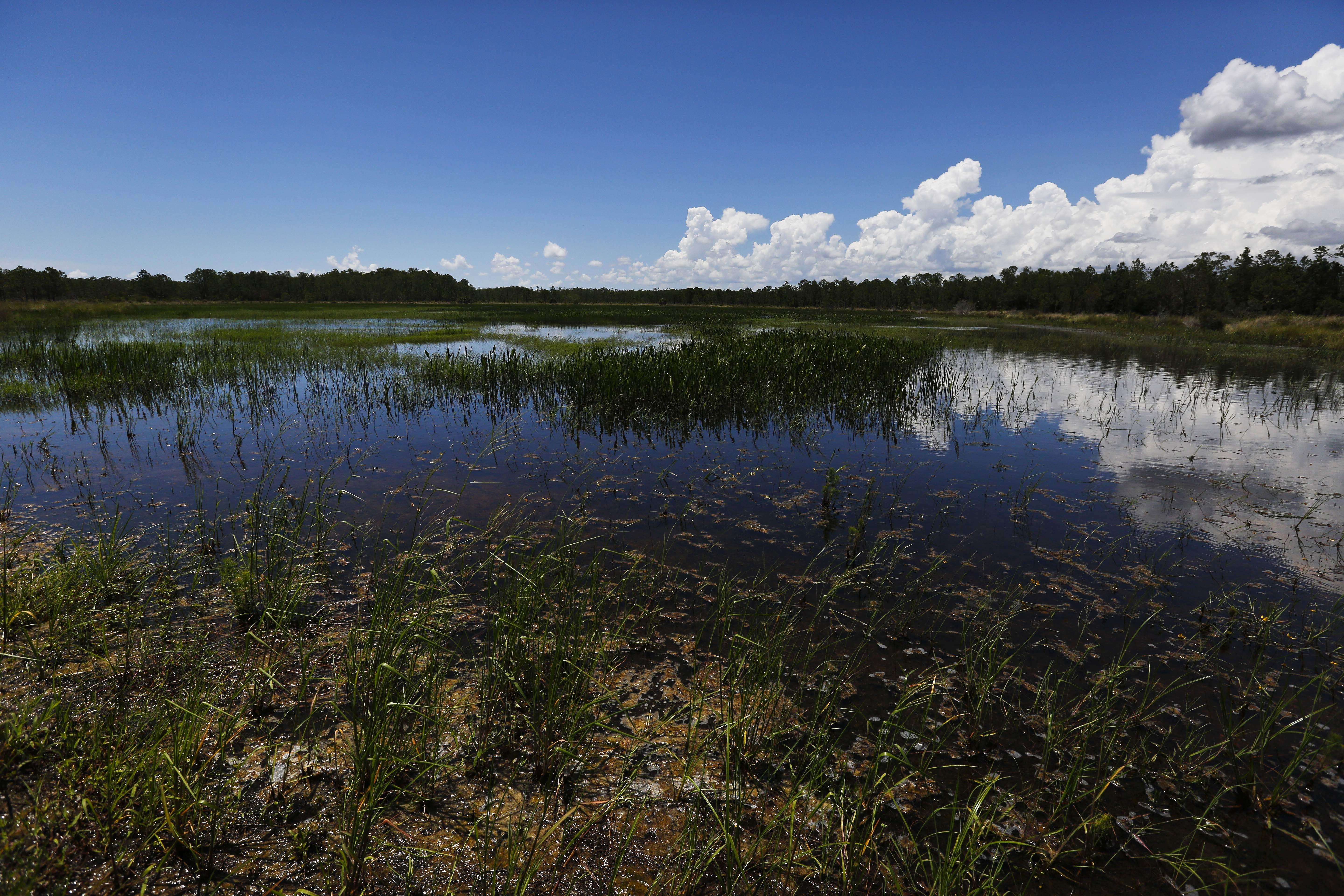 Trump's move to redefine water rule threatens wetlands banks