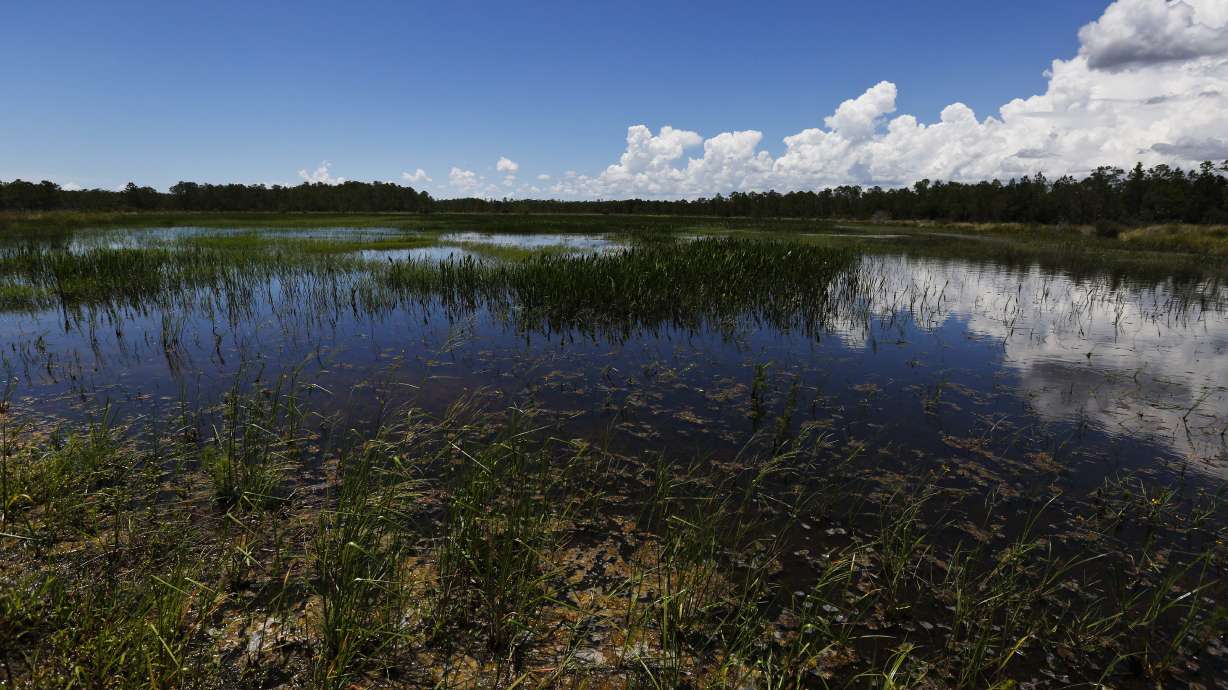 Trump's move to redefine water rule threatens wetlands banks