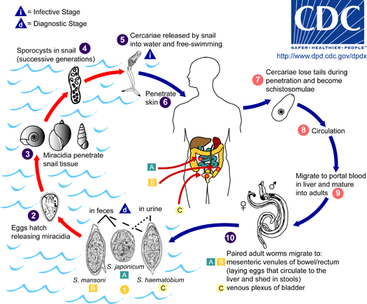 Graphic showing life cycle of parasite that causes swimmer’s itch. (Photo: Centers for Disease Control)