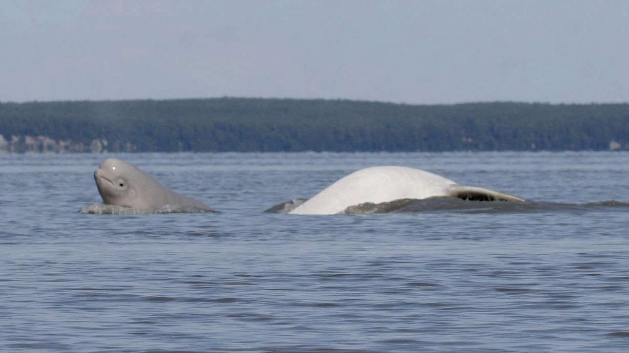 Research shows diet shift of beluga whales in Alaska inlet