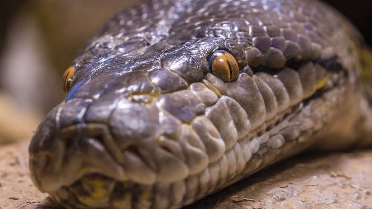 23-foot-long python swallows Indonesian woman