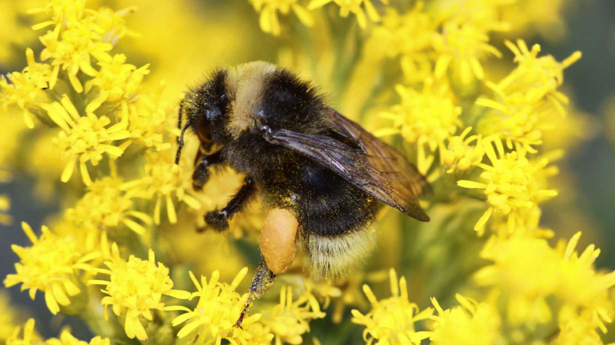 Bumblebee blues: Pacific Northwest pollinator in trouble